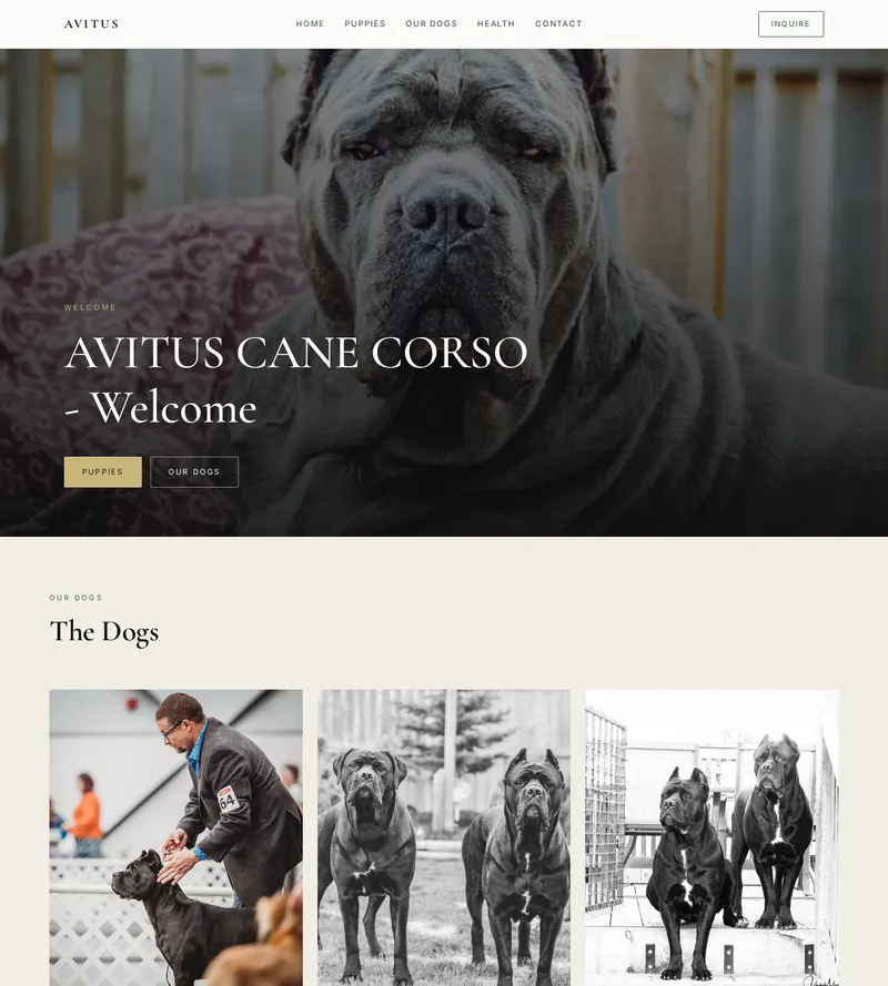 Redesigned website for Avitus Cane Corso